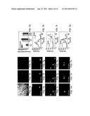 QUANTIFYING CELL DEATH diagram and image