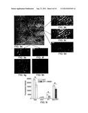 QUANTIFYING CELL DEATH diagram and image