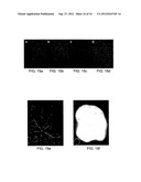 QUANTIFYING CELL DEATH diagram and image