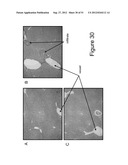 MUTANT INTERLEUKIN-2 POLYPEPTIDES diagram and image