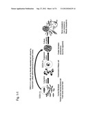 PLURIPOTENT STEM CELL THAT CAN BE ISOLATED FROM BODY TISSUE diagram and image