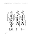 PLURIPOTENT STEM CELL THAT CAN BE ISOLATED FROM BODY TISSUE diagram and image