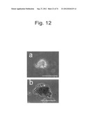 PLURIPOTENT STEM CELL THAT CAN BE ISOLATED FROM BODY TISSUE diagram and image