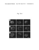 PLURIPOTENT STEM CELL THAT CAN BE ISOLATED FROM BODY TISSUE diagram and image