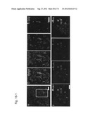 PLURIPOTENT STEM CELL THAT CAN BE ISOLATED FROM BODY TISSUE diagram and image