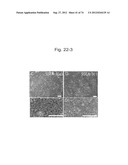 PLURIPOTENT STEM CELL THAT CAN BE ISOLATED FROM BODY TISSUE diagram and image