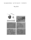 PLURIPOTENT STEM CELL THAT CAN BE ISOLATED FROM BODY TISSUE diagram and image