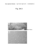 PLURIPOTENT STEM CELL THAT CAN BE ISOLATED FROM BODY TISSUE diagram and image