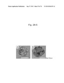 PLURIPOTENT STEM CELL THAT CAN BE ISOLATED FROM BODY TISSUE diagram and image