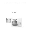 PLURIPOTENT STEM CELL THAT CAN BE ISOLATED FROM BODY TISSUE diagram and image