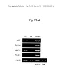 PLURIPOTENT STEM CELL THAT CAN BE ISOLATED FROM BODY TISSUE diagram and image