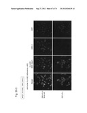 PLURIPOTENT STEM CELL THAT CAN BE ISOLATED FROM BODY TISSUE diagram and image