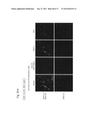 PLURIPOTENT STEM CELL THAT CAN BE ISOLATED FROM BODY TISSUE diagram and image