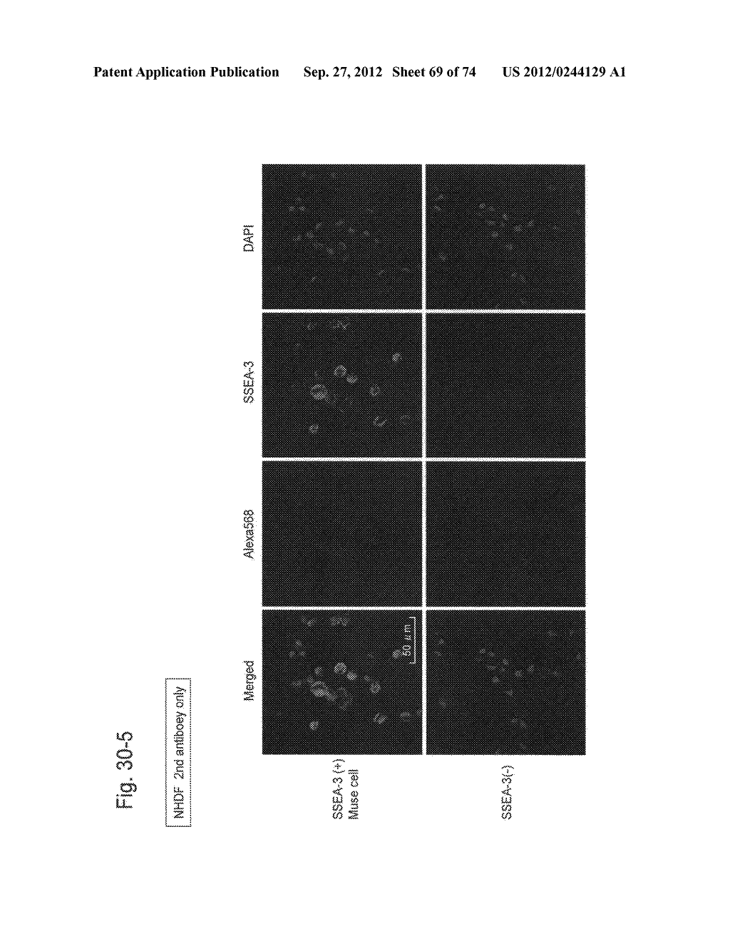 PLURIPOTENT STEM CELL THAT CAN BE ISOLATED FROM BODY TISSUE - diagram, schematic, and image 70