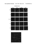 Cardiac-Specific Protein Targeting Domain diagram and image