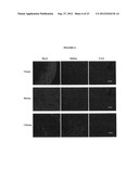 Cardiac-Specific Protein Targeting Domain diagram and image