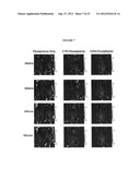 Cardiac-Specific Protein Targeting Domain diagram and image