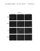 Cardiac-Specific Protein Targeting Domain diagram and image