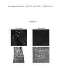 Cardiac-Specific Protein Targeting Domain diagram and image