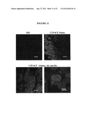 Cardiac-Specific Protein Targeting Domain diagram and image