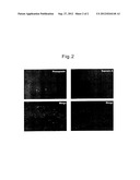 SCREENING METHOD FOR SUBSTANCE CAPABLE OF PROMOTING RECOVERY OF SKIN     BARRIER FUNCTION TECHNICAL FIELD diagram and image