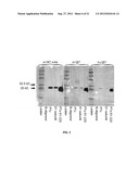 PERTUSSIS ANTIBODIES AND USES THEREOF diagram and image