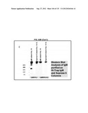 NEUTRALIZING ANTIBODIES TO HIV-1 AND THEIR USE diagram and image