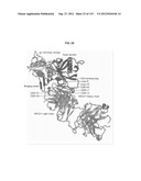 NEUTRALIZING ANTIBODIES TO HIV-1 AND THEIR USE diagram and image