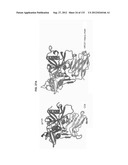 NEUTRALIZING ANTIBODIES TO HIV-1 AND THEIR USE diagram and image