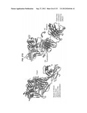 NEUTRALIZING ANTIBODIES TO HIV-1 AND THEIR USE diagram and image