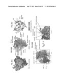 NEUTRALIZING ANTIBODIES TO HIV-1 AND THEIR USE diagram and image