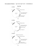 NEUTRALIZING ANTIBODIES TO HIV-1 AND THEIR USE diagram and image