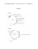 NEUTRALIZING ANTIBODIES TO HIV-1 AND THEIR USE diagram and image