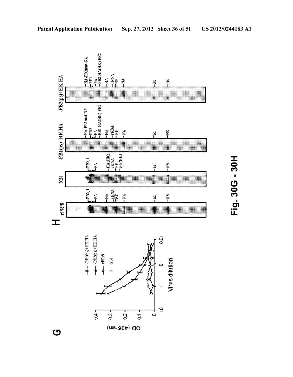 INFLUENZA VIRUSES AND USES THEREOF - diagram, schematic, and image 37