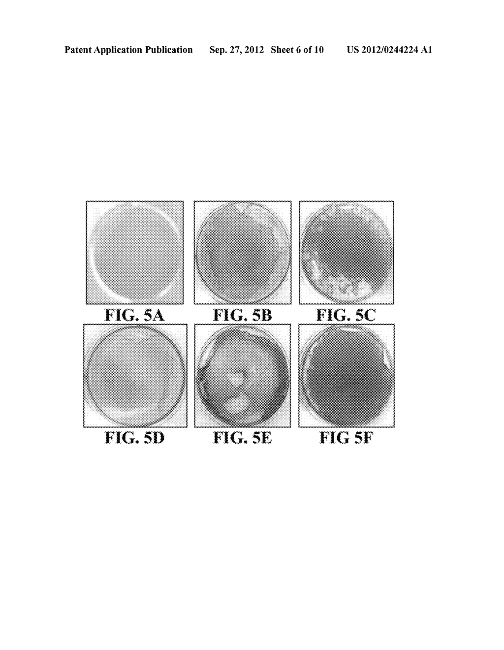 NANOSTRUCTURAL MATERIALS THAT INCREASE MINERALIZATION IN BONE CELLS AND     AFFECT GENE EXPRESSION THROUGH miRNA REGULATION AND APPLICATIONS OF SAME - diagram, schematic, and image 07