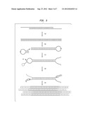 Oligonucleotide Adapters: Compositions and Methods of Use diagram and image