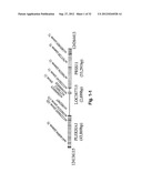 Susceptibility Genes for Age-Related Maculopathy (ARM) on Chromosome 10q26 diagram and image