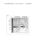 MONOCLONAL ANTIBODY AGAINST HUMAN HIG-1 POLYPEPTIDE diagram and image