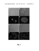 HUMAN EMBRYONIC STEM CELLS FOR HIGH THROUGHOUT DRUG SCREENING diagram and image