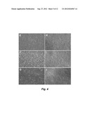 HUMAN EMBRYONIC STEM CELLS FOR HIGH THROUGHOUT DRUG SCREENING diagram and image