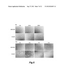 HUMAN EMBRYONIC STEM CELLS FOR HIGH THROUGHOUT DRUG SCREENING diagram and image