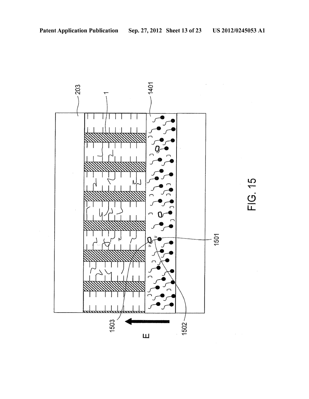 GENE EXPRESSION ANALYSIS METHOD USING TWO DIMENSIONAL cDNA LIBRARY - diagram, schematic, and image 14