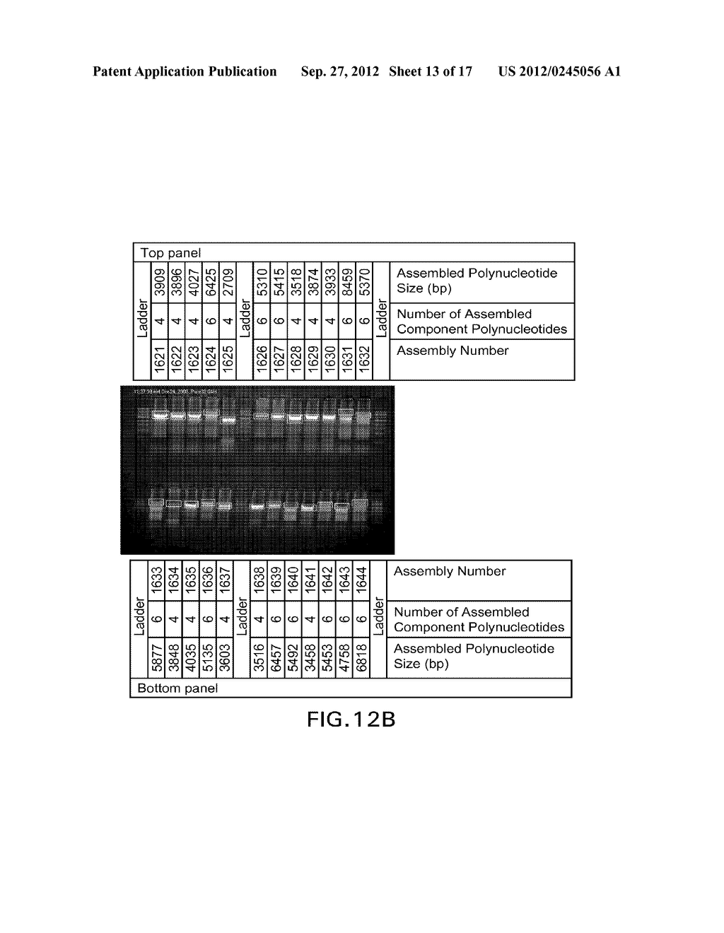 COMPOSITIONS AND METHODS FOR THE SAME ASSEMBLY OF POLYNUCLEOTIDES - diagram, schematic, and image 14