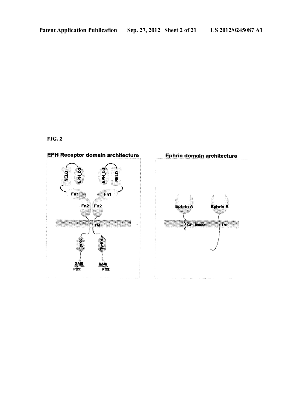 NOVEL TISSUE PROTECTIVE ERYTHROPOIETIN RECEPTOR (NEPOR) AND METHODS OF USE - diagram, schematic, and image 03