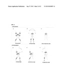 NOVEL TISSUE PROTECTIVE ERYTHROPOIETIN RECEPTOR (NEPOR) AND METHODS OF USE diagram and image