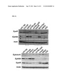 NOVEL TISSUE PROTECTIVE ERYTHROPOIETIN RECEPTOR (NEPOR) AND METHODS OF USE diagram and image