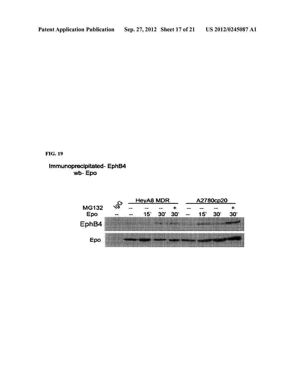 NOVEL TISSUE PROTECTIVE ERYTHROPOIETIN RECEPTOR (NEPOR) AND METHODS OF USE - diagram, schematic, and image 18