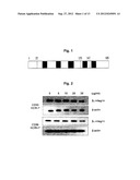 POLYPEPTIDE OR FUSED PROTEIN THEREOF INHIBITING THE EXTRAVASATION OF WHITE     BLOOD CELLS OR THE GROWTH AND/OR METASTASIS OF CANCER CELLS diagram and image