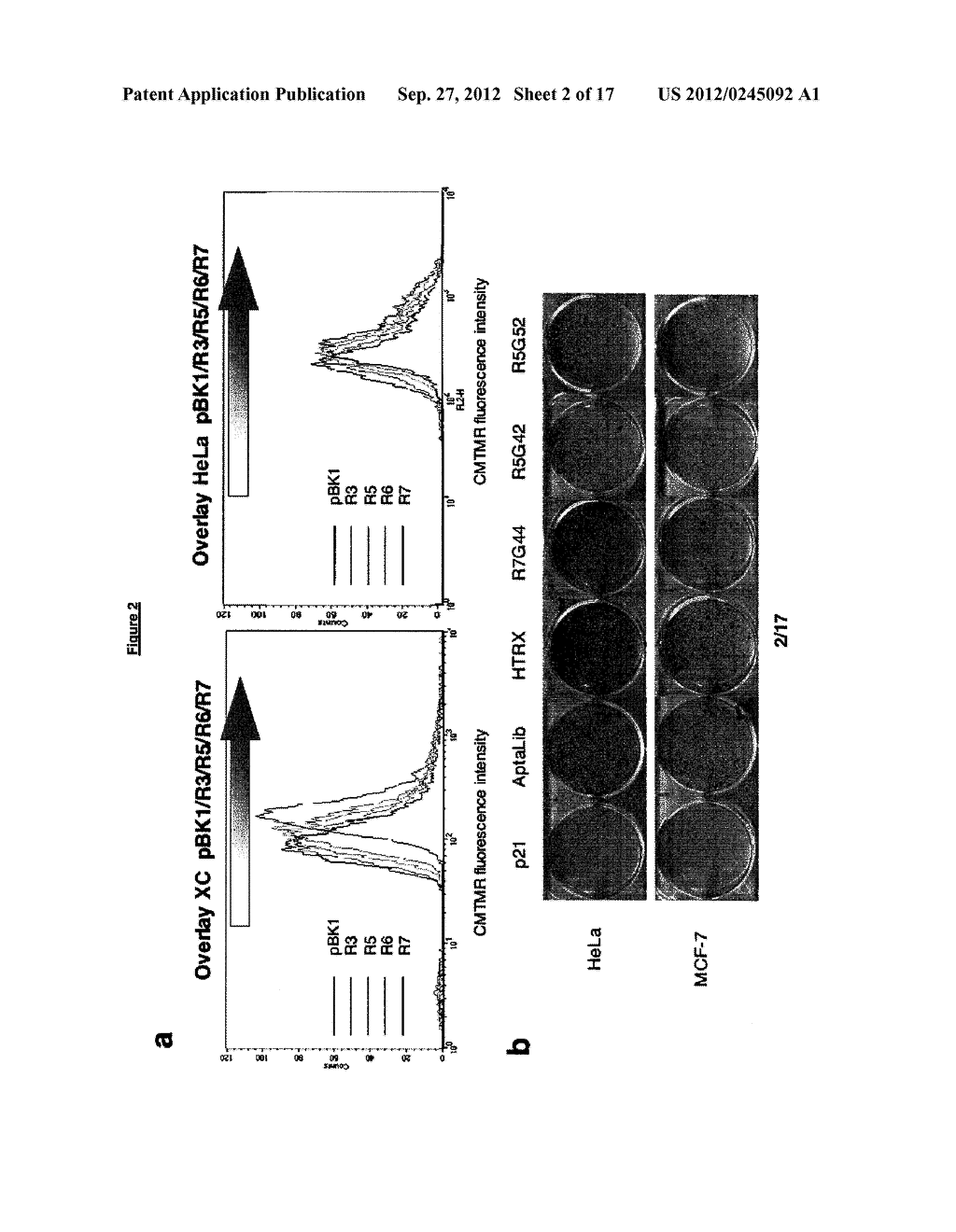 POLYPEPTIDES HAVING MODULATORY EFFECTS ON CELLS - diagram, schematic, and image 03