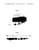 POLYPEPTIDES HAVING MODULATORY EFFECTS ON CELLS diagram and image